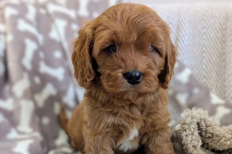 Cavapoo