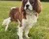 Cavapoo