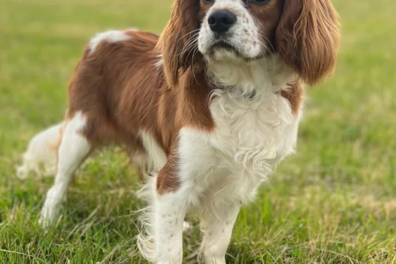 Cavapoo
