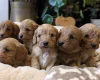 Cavapoo