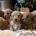 Cavapoo