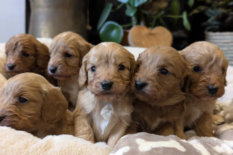 Cavapoo
