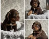 Cocker Spaniel (Working)