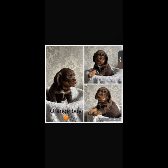 Cocker Spaniel (Working)