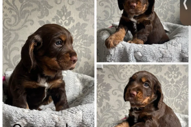 Cocker Spaniel (Working)