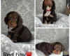Cocker Spaniel (Working)
