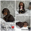 Cocker Spaniel (Working)