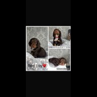 Cocker Spaniel (Working)