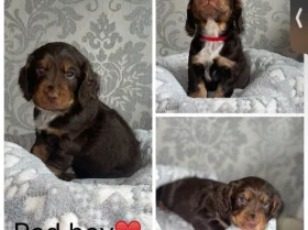 Cocker Spaniel (Working)
