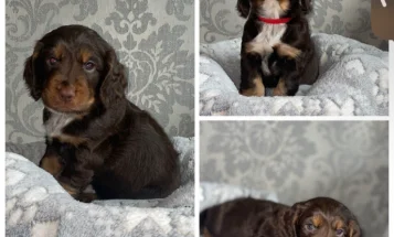 Cocker Spaniel (Working)