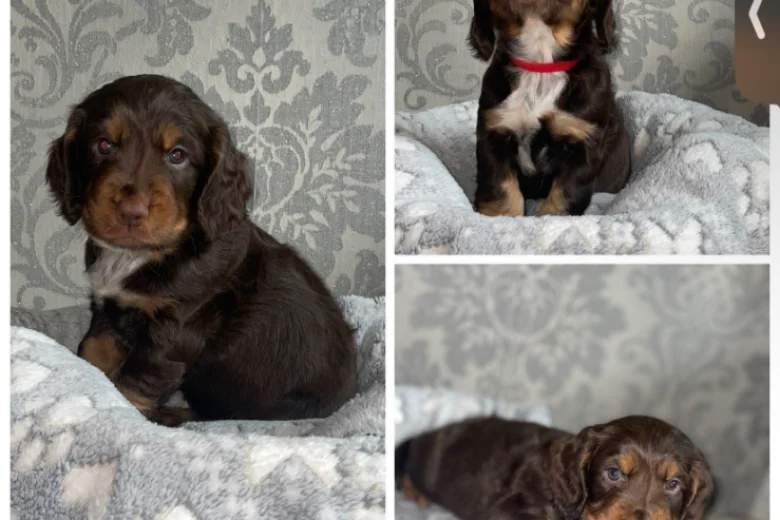 Cocker Spaniel (Working)
