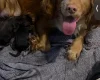 Cocker Spaniel (Working)