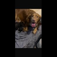 Cocker Spaniel (Working)