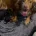 Cocker Spaniel (Working)