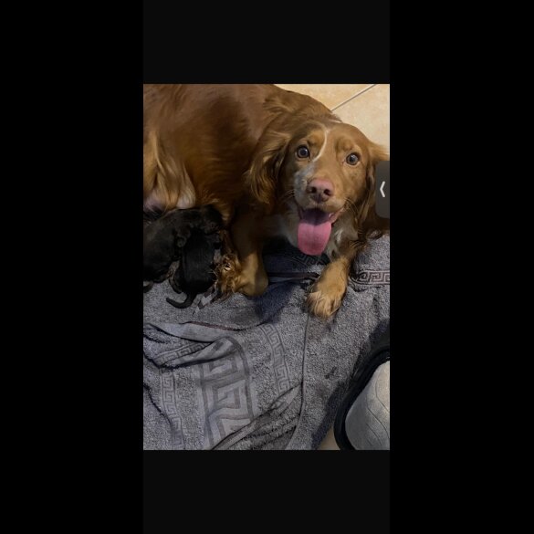 Cocker Spaniel (Working)