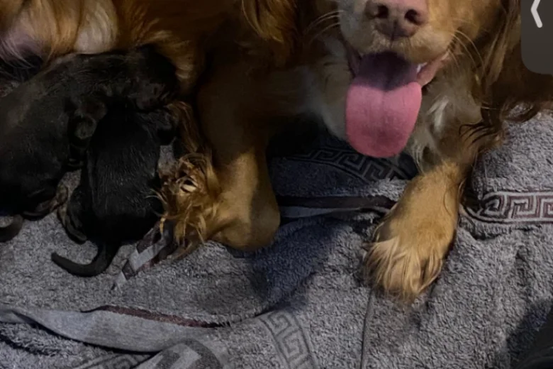 Cocker Spaniel (Working)