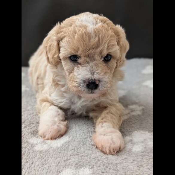 Maltipoo