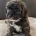 Maltipoo