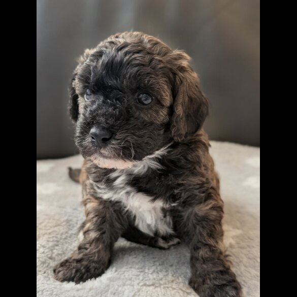 Maltipoo