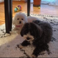 Maltipoo