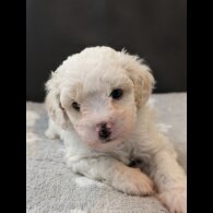 Maltipoo