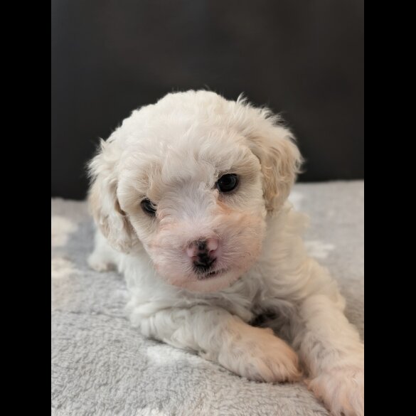 Maltipoo