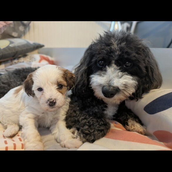 Maltipoo
