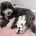 Maltipoo