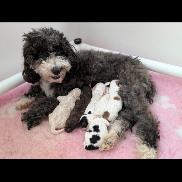 Maltipoo