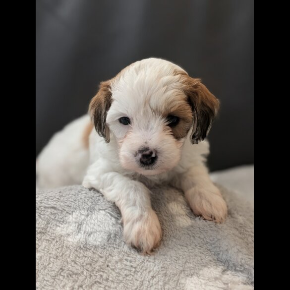 Maltipoo
