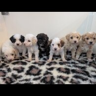 Maltipoo