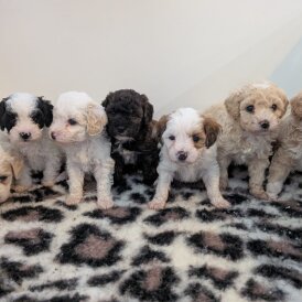 Maltipoo