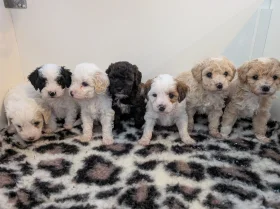 Maltipoo