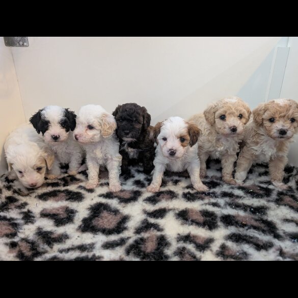 Maltipoo