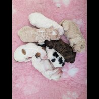 Maltipoo