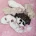 Maltipoo