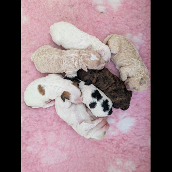 Maltipoo