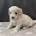 Maltipoo