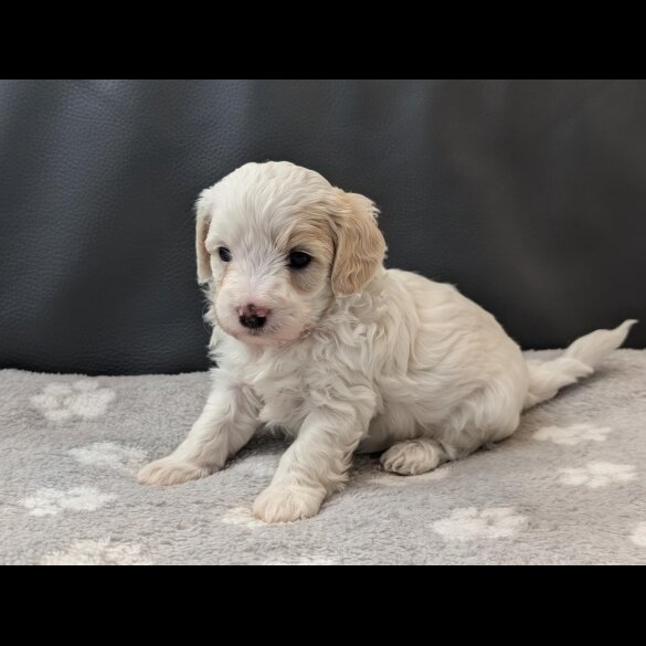 Maltipoo