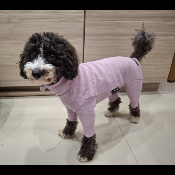 Maltipoo