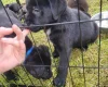 Mixed Breed
