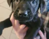 Mixed Breed