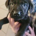 Mixed Breed