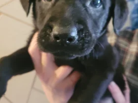 Mixed Breed