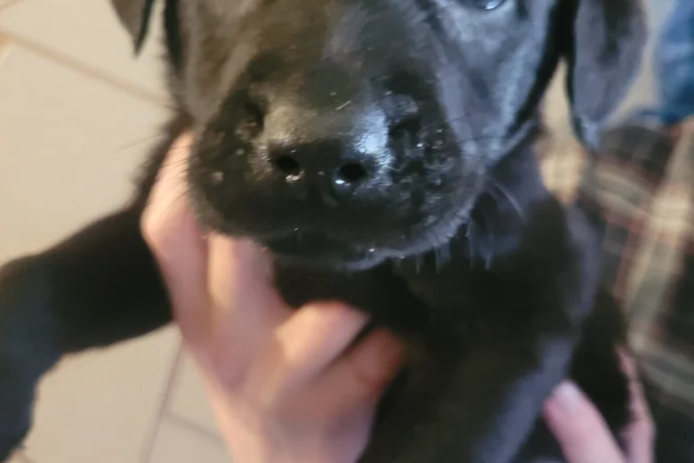 Mixed Breed