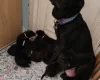 Mixed Breed