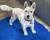 West Highland White Terrier