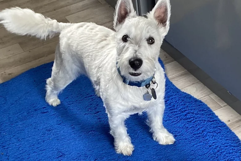 West Highland White Terrier