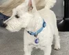 West Highland White Terrier