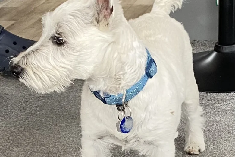 West Highland White Terrier
